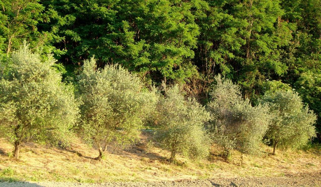 Casa Dell' Abbondanza B&B Agriturismo Vigoleno Bagian luar foto
